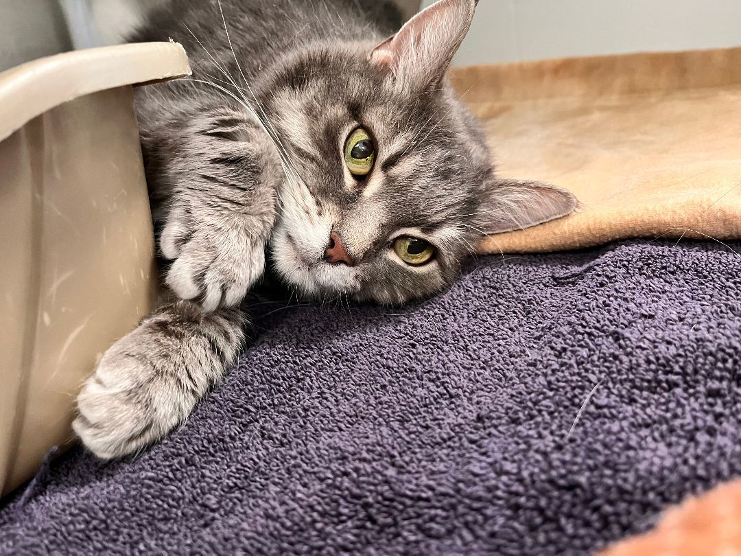 Zuni