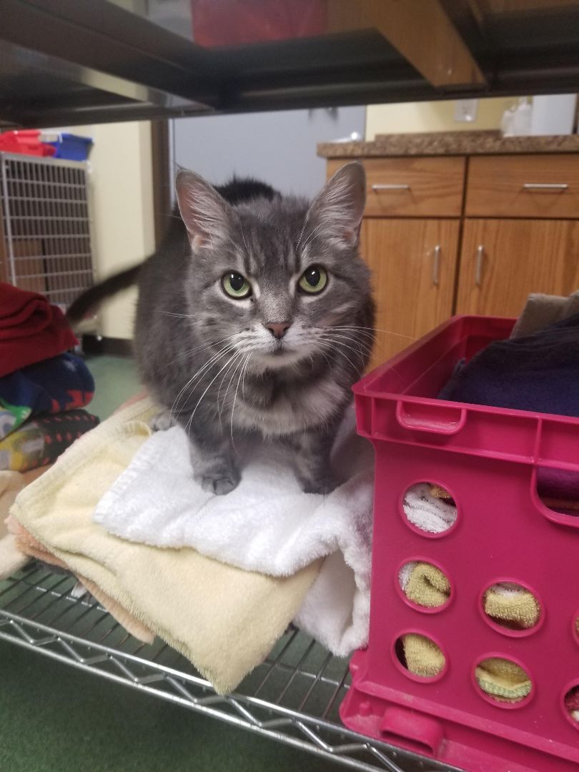 Zuni