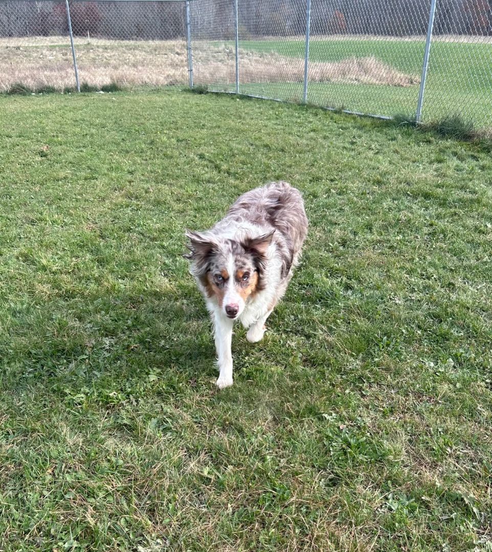 Annie