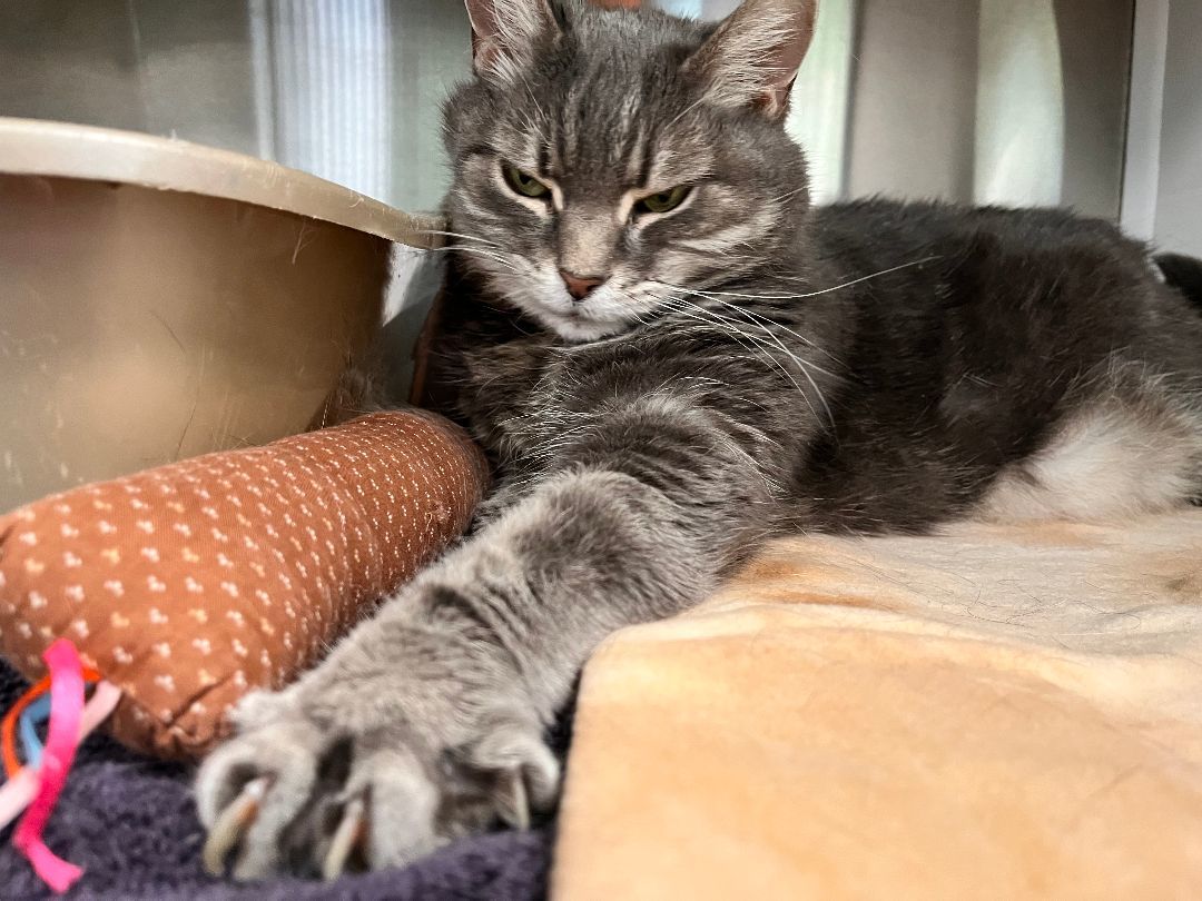 Zuni