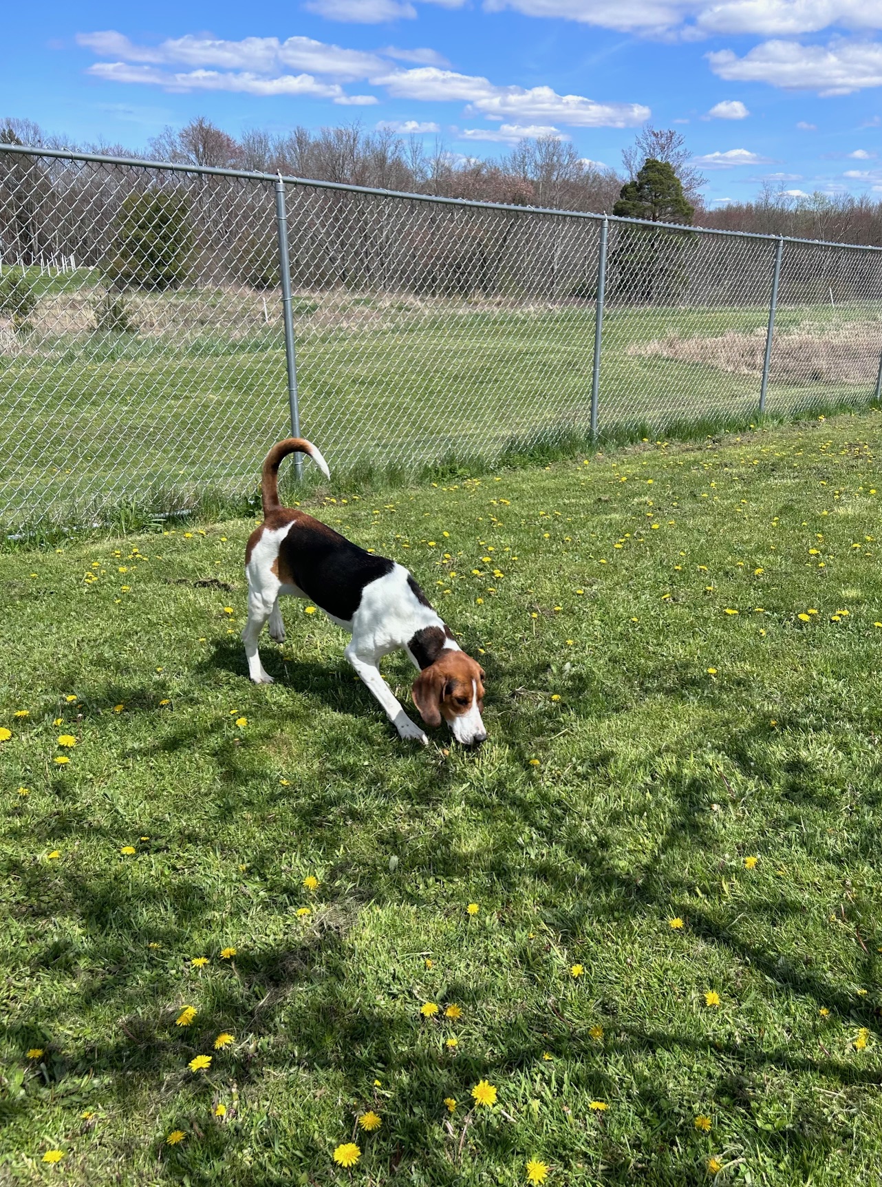 Maggie