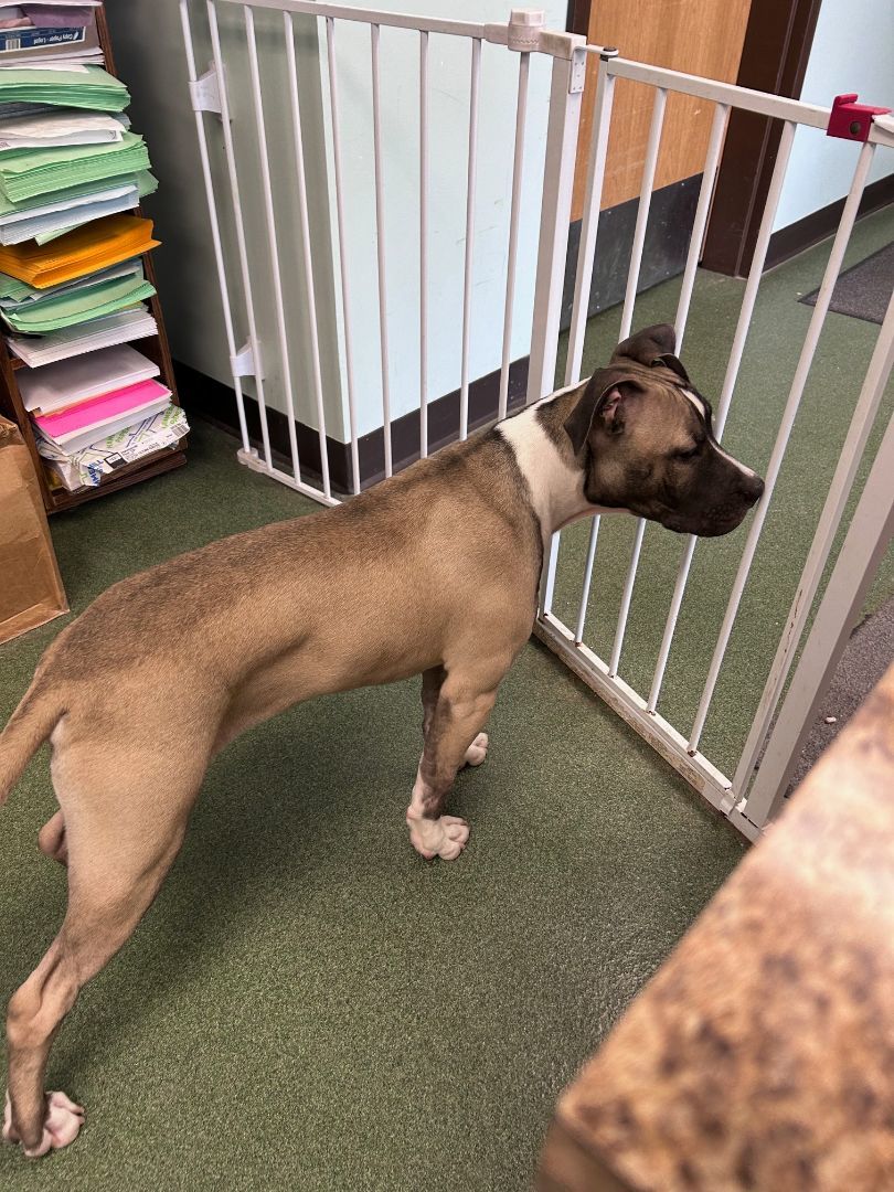 Chumley