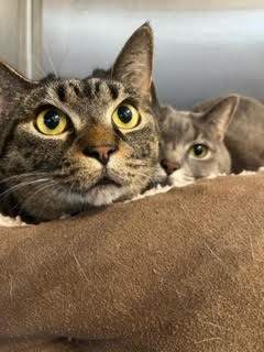 Tarzan & Jane