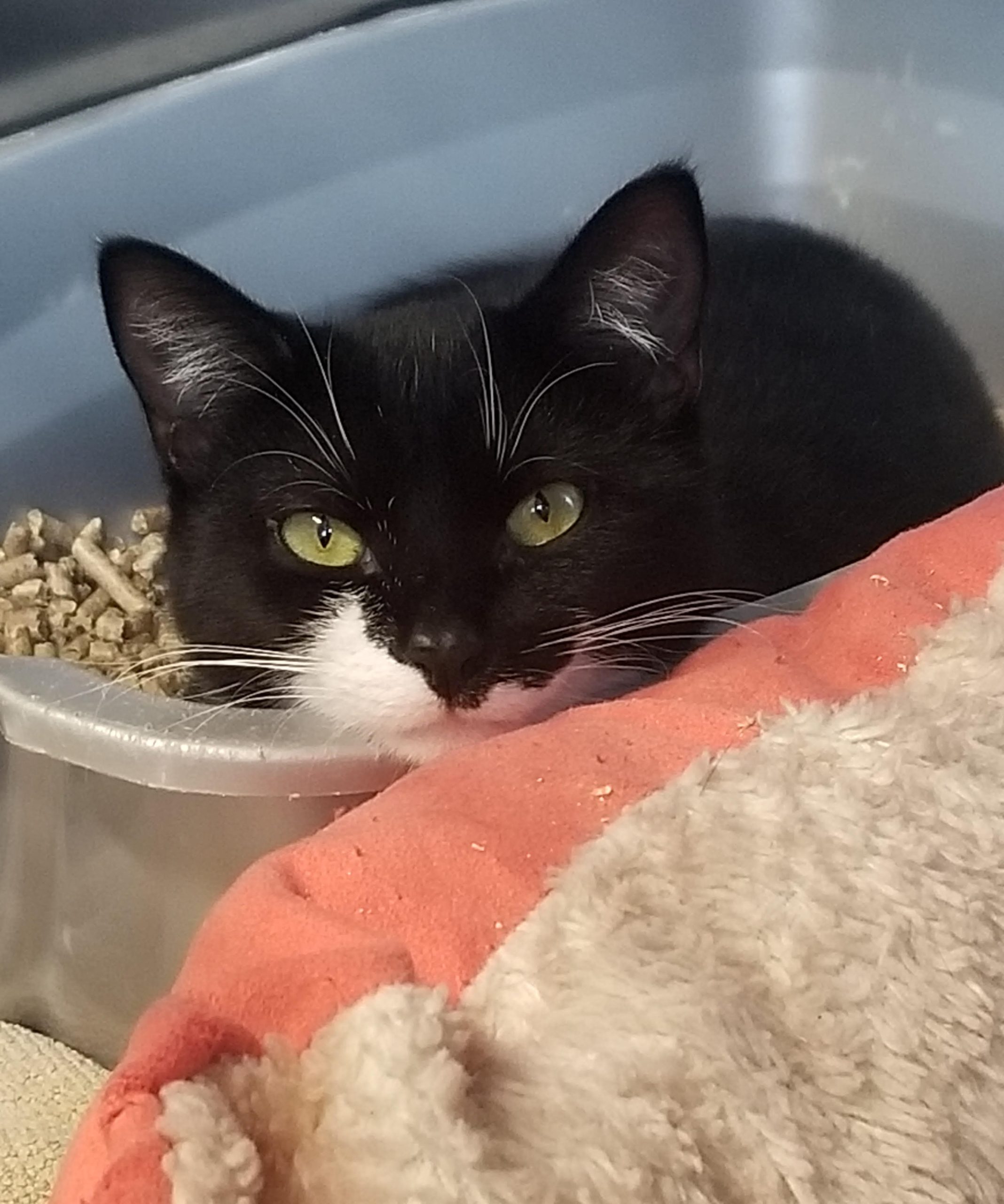 Tux & Echo