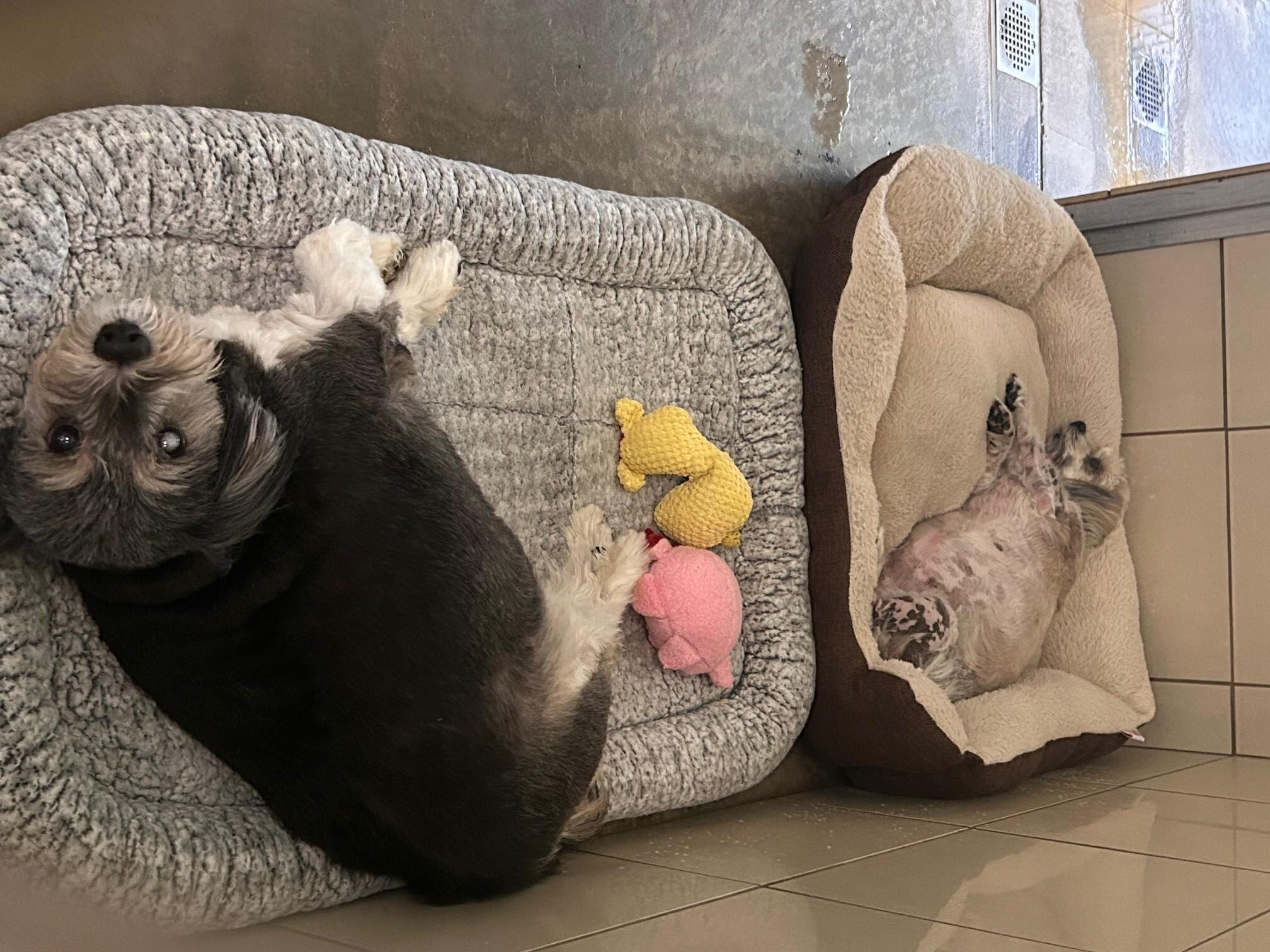 Chubbers