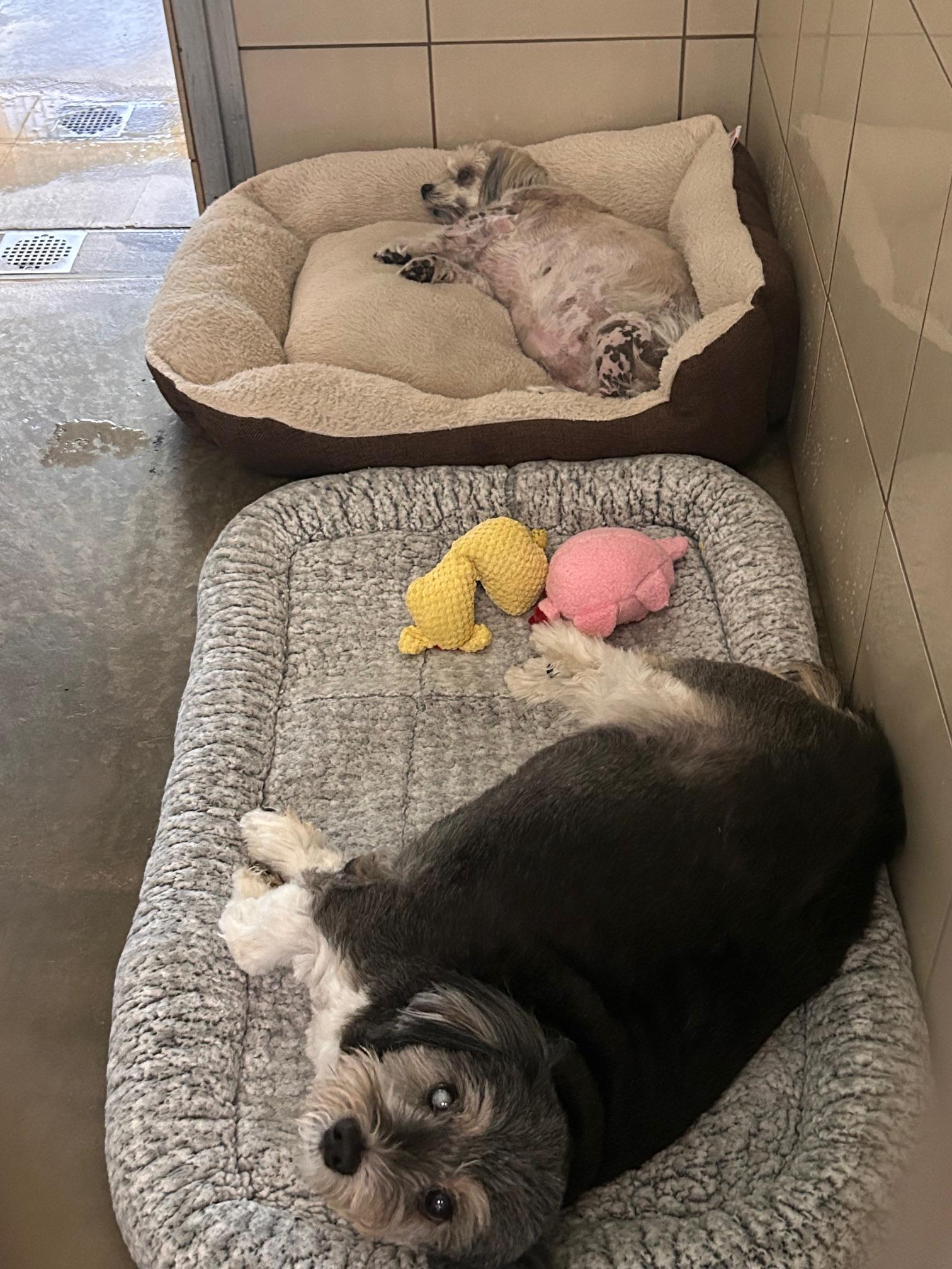 Chubbers