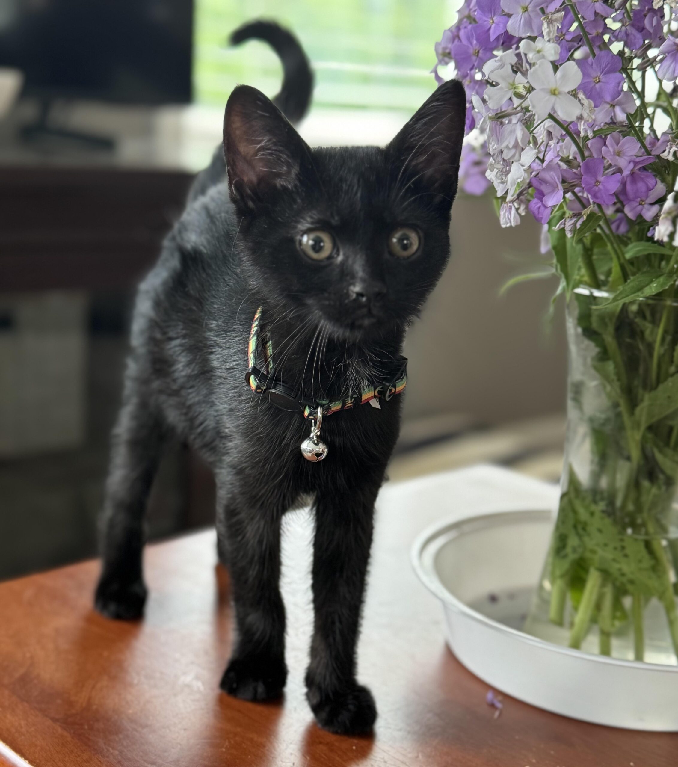 Diana