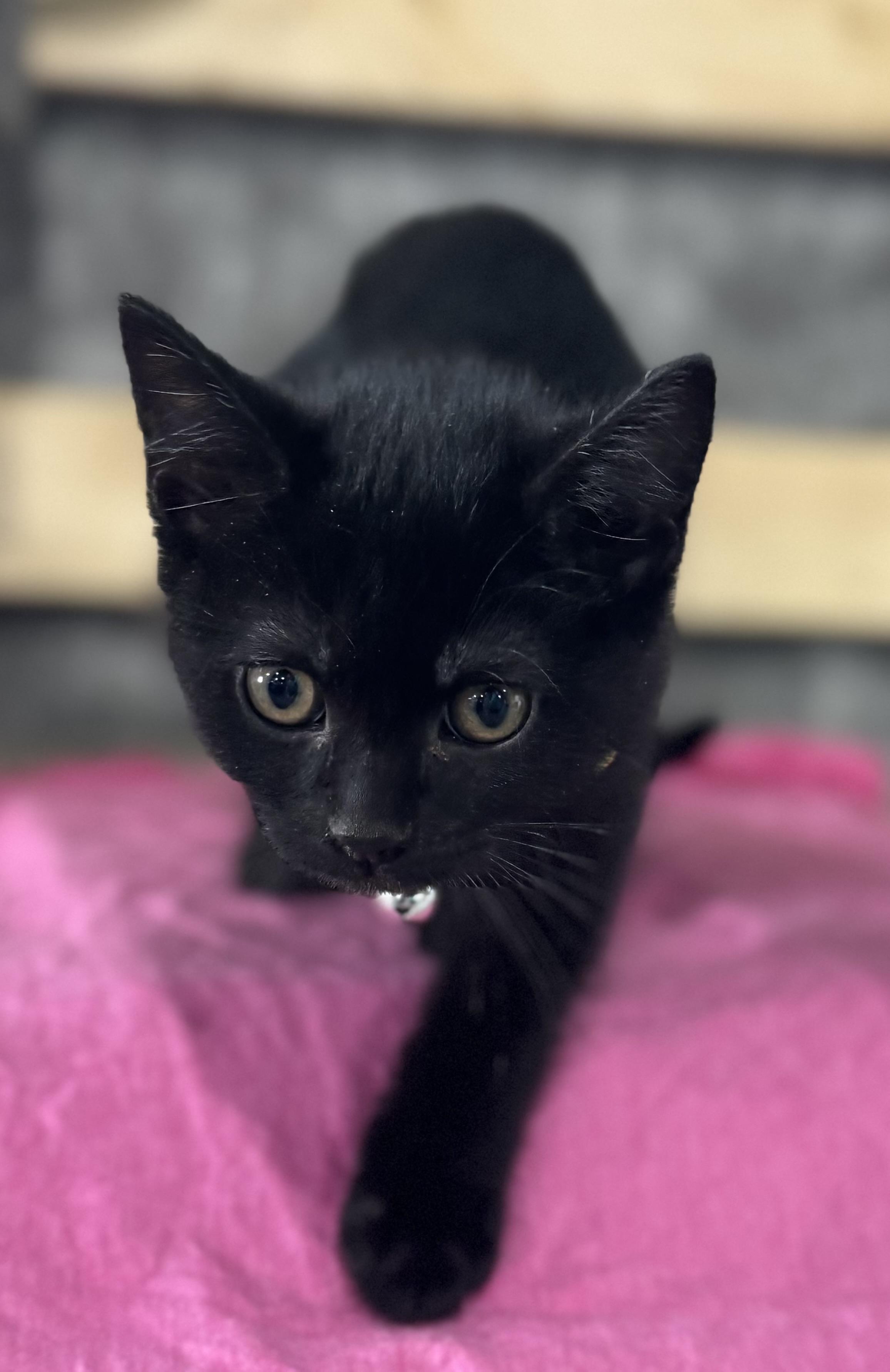 Diana