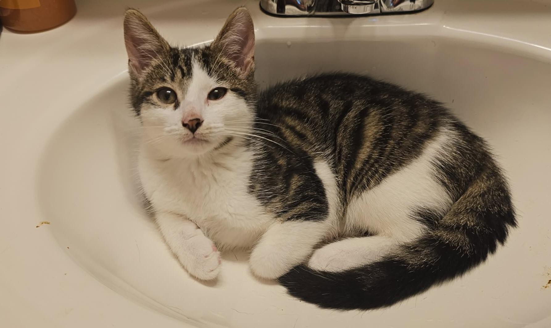 Felix