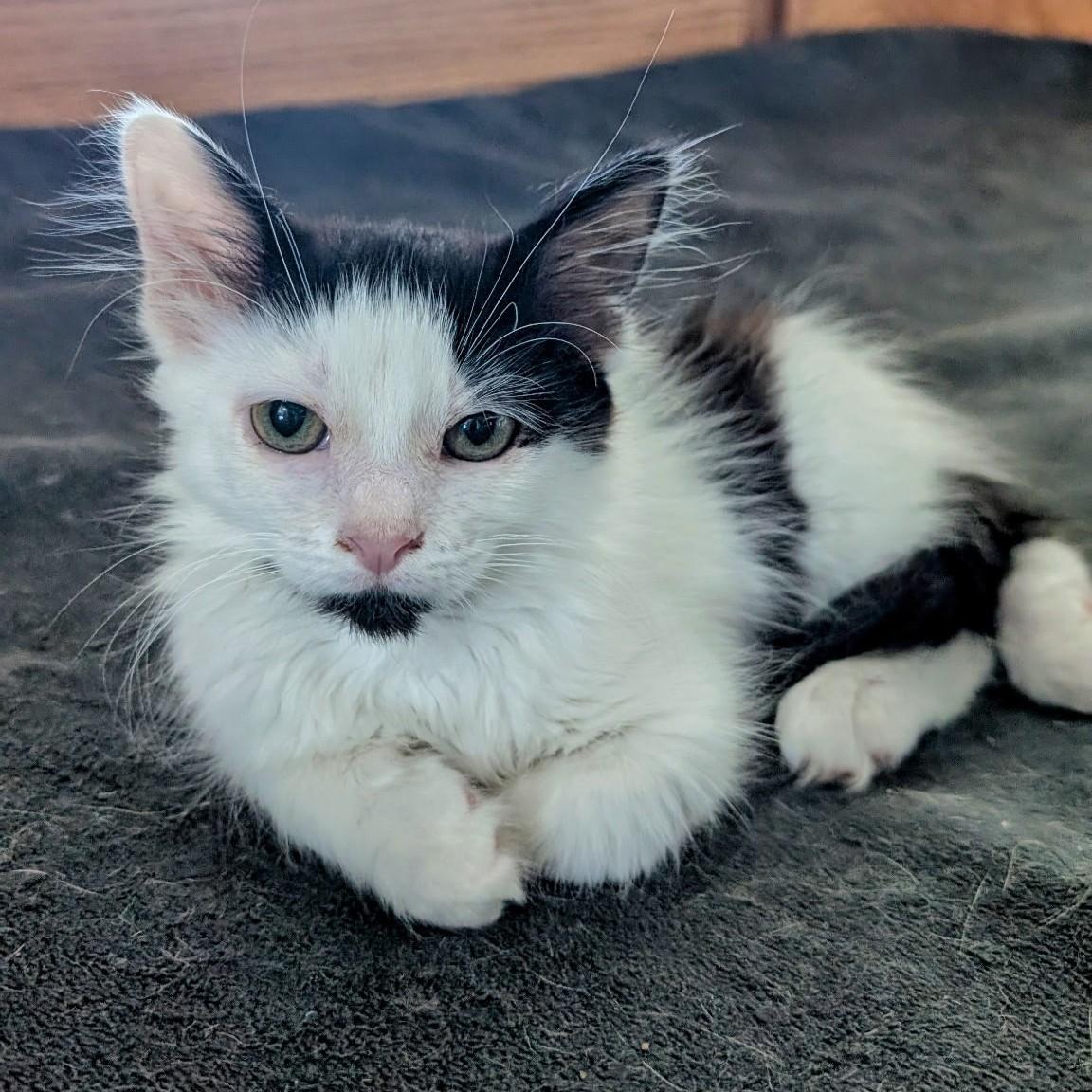 Miss Panda