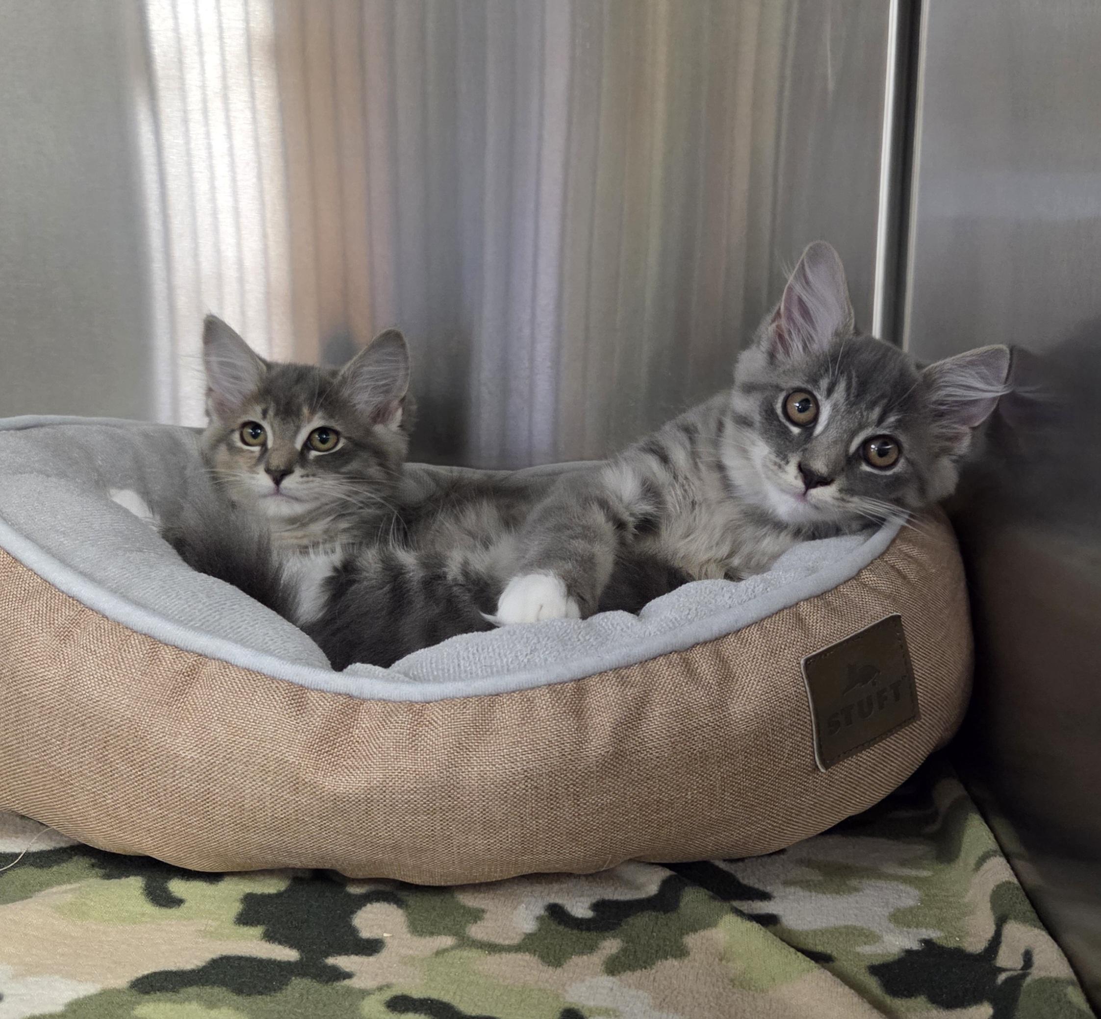 Phaedra & Ophelia