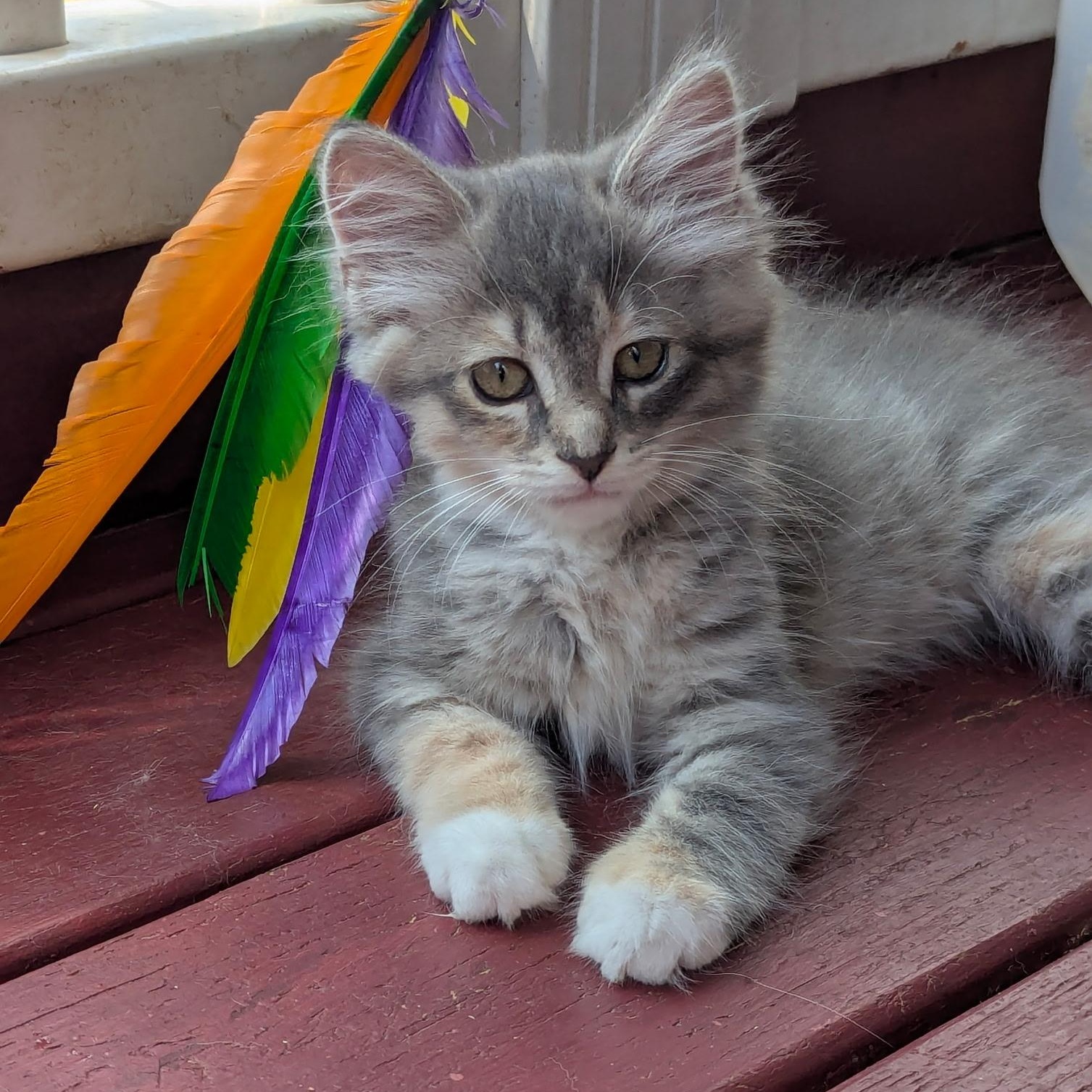 Phaedra & Ophelia