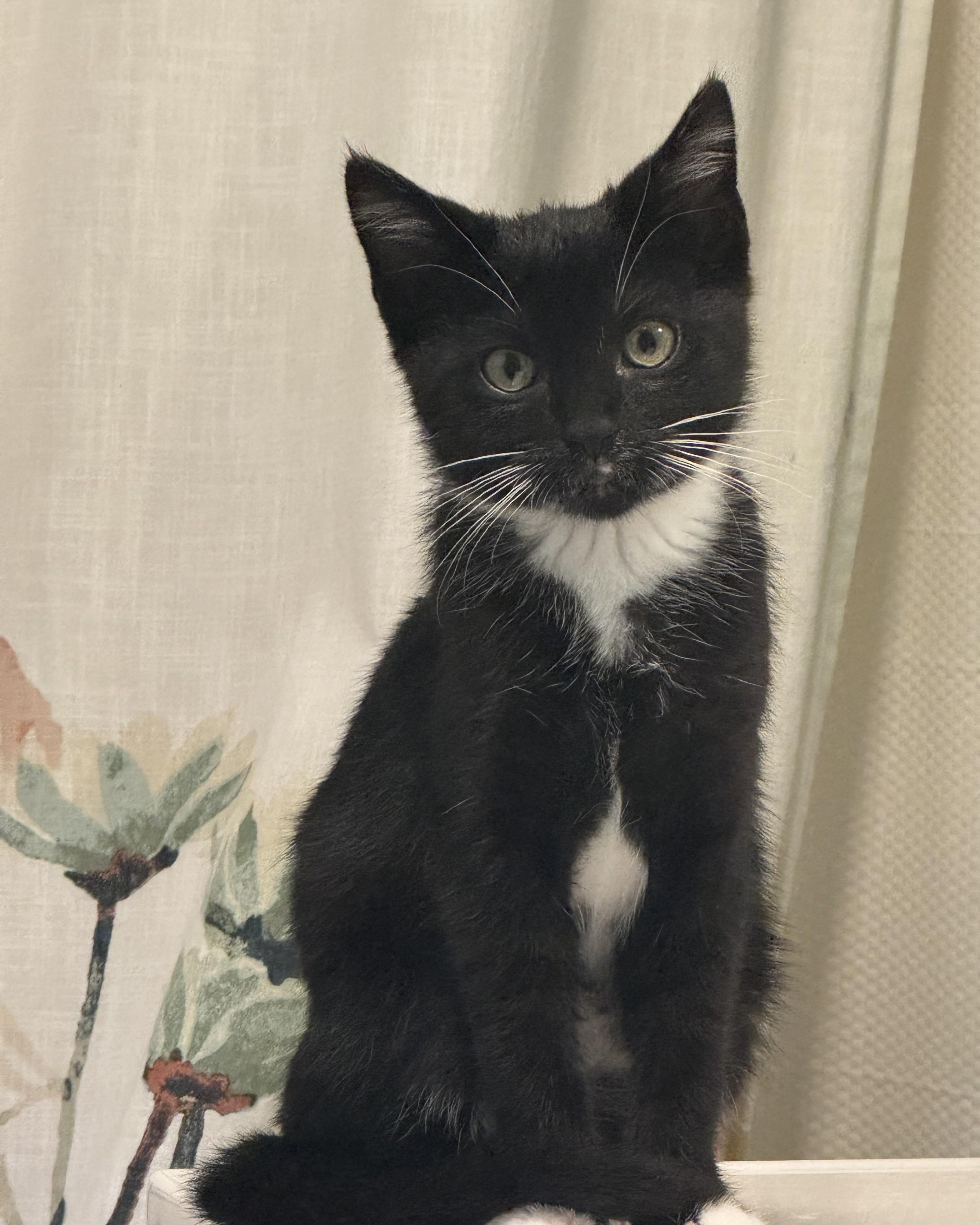 Callapurr