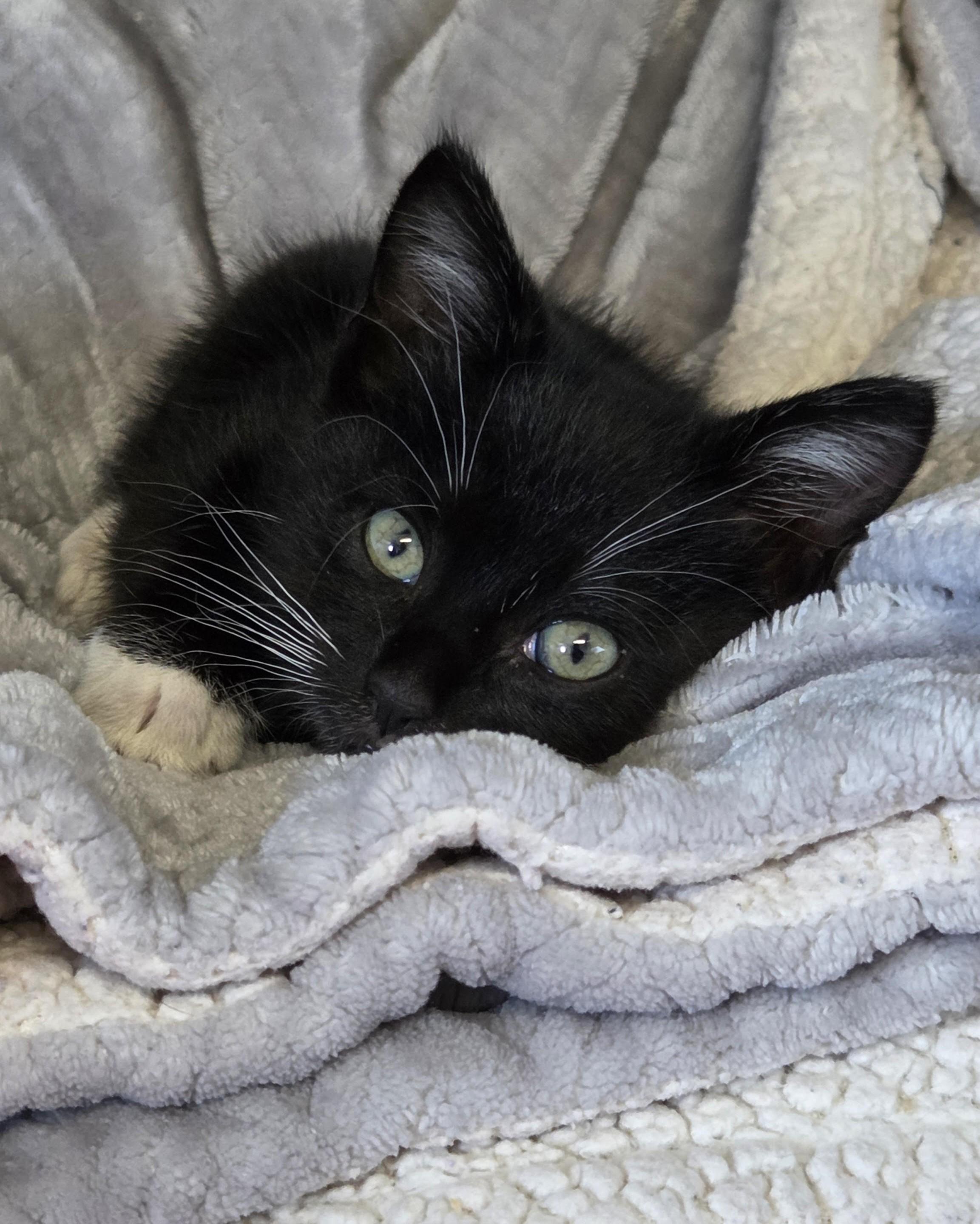Callapurr