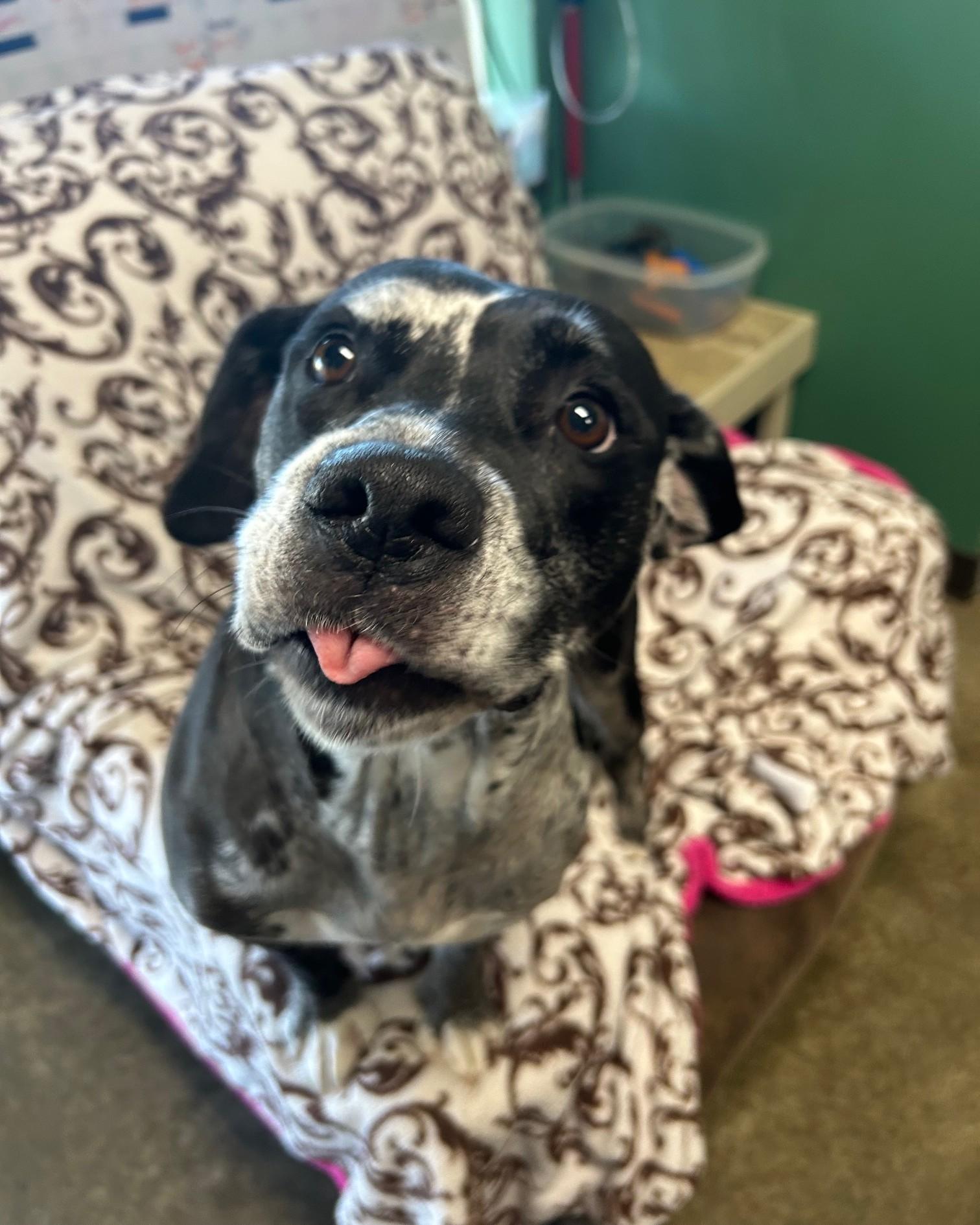 Oreo